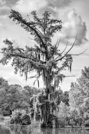 Best Black And White Nature Photographers Bayou Tree Black And White Landscape Photograph A0010995 Black And White Landscape Best Landscape Photography Landscape Photographers