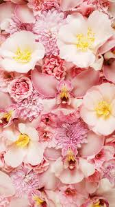 Pink Flower Phone Backgrounds Best Hd Wallpapers Purple Flowers Wallpaper Pink Orchids Flower Wallpaper