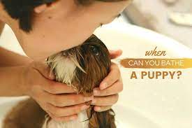 If you can't get to the store, but you can't let him or her in the house covered in filth, it would be better to use a gentler baby shampoo. When Can You Bathe A Puppy How Old Plus 9 Bathing Tips Canine Bible