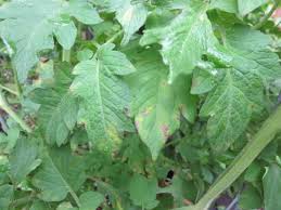 Image result for tomato seedling early blight