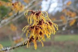 Image result for Hamamelis mollisi