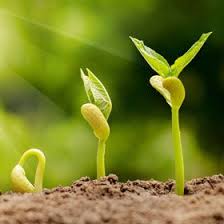 After a boy accidentally swallows a watermelon seed, weird things start to happen. Seed Germination Carolina Com