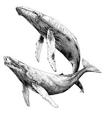 Black And White Illustrations On Instagram Humpback Whales By Zooarts Blackworknow If You Would Like To B In 2020 Whale Drawing Whale Painting Whale Illustration