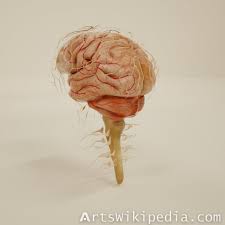 3d Brain Cranial Nerve Spinal Nerve Spinal Nerve Cranial Nerves Spinal