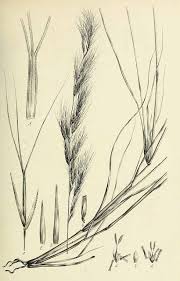 Image result for Aristida recta