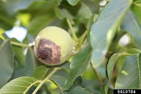 Image result for Walnut blight