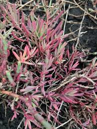 Image result for Litogyne gariepina