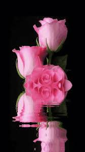 Discover and share the best gifs on tenor. Pink Roses Gifs Tenor