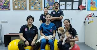 Scas shelter is run solely on public donations and voluntary aid and scas appeals to the public to help us continue running the shelter. Paws Rehab An Animal Rehabilitation Centre For Physiotherapy Services