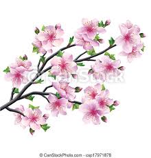 Maybe you would like to learn more about one of these? Fleur Cerisier Japonaise Isole Sakura Rose Fleur Cerisier Japonaise Illustration Isole Arriere Plan Sakura Canstock