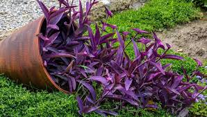 Image result for Tradescantia