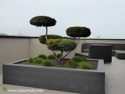 There are a collection of bonsai that you can also buy. Casa Verde Innen Aussenbegrunung Ag Terrassenbegrunungen Gartenbonsai
