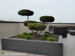 Weitere ideen zu pflanzen, bonsai, bonsai baum. Casa Verde Innen Aussenbegrunung Ag Terrassenbegrunungen Gartenbonsai