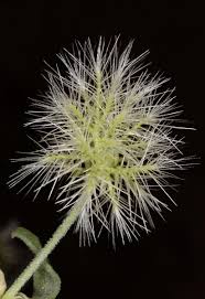 Image result for Silene abyssinica