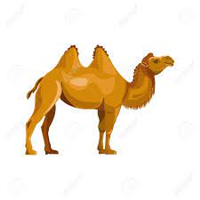 These fat humps can weigh as much as 80 pounds and allow the camel to comfortably go one to two what allows a camel to survive in desert environments is mainly just that they are incredibly efficient with their water usage. Bactrian Camel Vector Illustration Isolated On White Background Royalty Free Cliparts Vectors And Stock Illustration Image 90907416