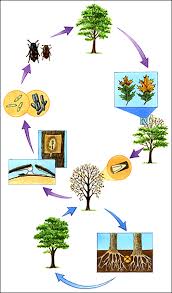 Texas Oak Wilt How To Spot This Tree Disease On Your Property