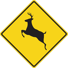 Just married auto frisch verheiratet auto geldgeschenke. Active Deer Season How To Lower Your Risk For A Collision