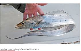 Ada ikan kakap, ikan tuna, ikan tongkol Jenis Ikan Laut Lengkap Beserta Gambar Sungaidanau Com