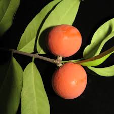 Image result for Salacia orientalis