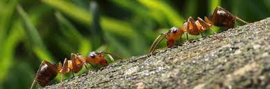 Pest control service dhaka bangladesh cockroaches control service termite control service rodent control mosquito control bed bug control service in dhaka. Termite Pest Control Service For Clarksville Tn