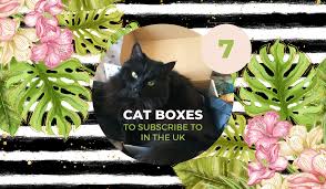 Is your cat is a picky eater or on a special diet? 7 Uk Cat Boxes Soggy Musings