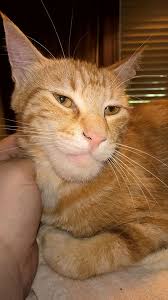 Cat stung by a bee can look quite hilarious, but it's important to know how to help them out as well. 37 Cats Who Got Stung By Bees And Wasps Bored Panda