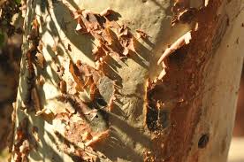 Image result for Sterculia rogersii