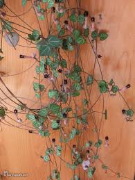 Image result for Ceropegia meyeri-johannis