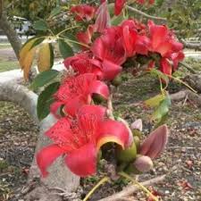 Image result for Sedum ruwenzoriense