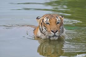 A land of enchanting animals, watch the animal presentations & wild west stunt show, enjoy safari truck ride, raft cruise, experience the animals up closer. Les Zoos Dans Le Monde A Famosa Animal World Safari