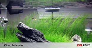 6 pcs = 2 x 3. 5 Jenis Tanaman Aquascape Rumput Yang Mudah Dipelihara