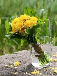 Dandelion Bouquet Dandelion Flower Colorful Garden Yellow Flowers