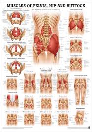 Attached to the bones of the skeletal system are about 700 named. Muscles Of Pelvis Hip Buttock English 50 X 70 Cm Paper Po53e