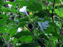 Image result for Datura stramonium