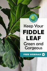 Fiddle Leaf Fig Care 101 Get The Best Advice And Tips For Plant Care Fiddle Leaf Fig Care Plants Fiddle Leaf