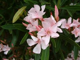 Image result for Nerium oleander