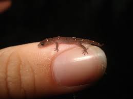 Image result for Cola natalensis