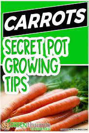 Growing Carrots In Containers Epic Guide To Make It Easy Growing Carrots Container Gardening Vegetables How To Plant Carrots