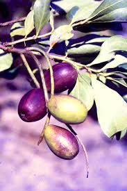 Image result for Anisophyllea boehmii