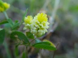 Image result for Trifolium campestre
