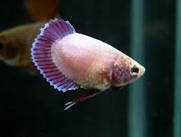 Pin On Betta Splendens