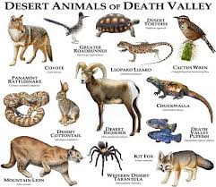 Wildlife Of Death Valley Desert Animals Unique Animals Animals