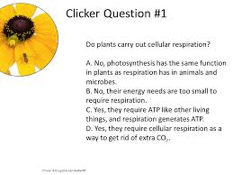 Plants do go through photosynthesis more than cellular respiration, so the net effect is a production of glucose and oxygen and consumption of. How Cells Release Energy Ppt Download