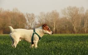 Homemade dog urine repellent recipes and tips. Don Ts In Getting Pet Urine Smell Off Artificial Grass In Long Island