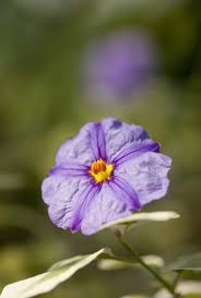 Image result for Lycianthes rantonnetii