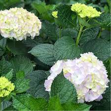 Vervain Hydrangea Is Growing Up In Our Farm Can T Wait Hydrangea Lavender Nature Naturelover Flowers Farm Monday Magic Ne Hydrangea Flowers Farm