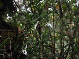 Image result for Jumellea walleri