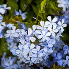 75 of the top 100 retailers can be found on ebay. Plumbago Auriculata Lam Widely Known As Plumbago Capensis Stock Photo Picture And Royalty Free Image Image 58664701
