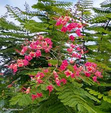Image result for Caesalpinia