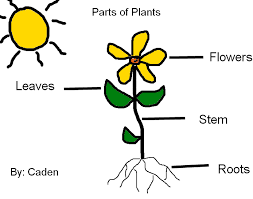 Labeling Parts Of Plants K 5 Computer Lab Plant Lessons Parts Of A Plant All About Plants